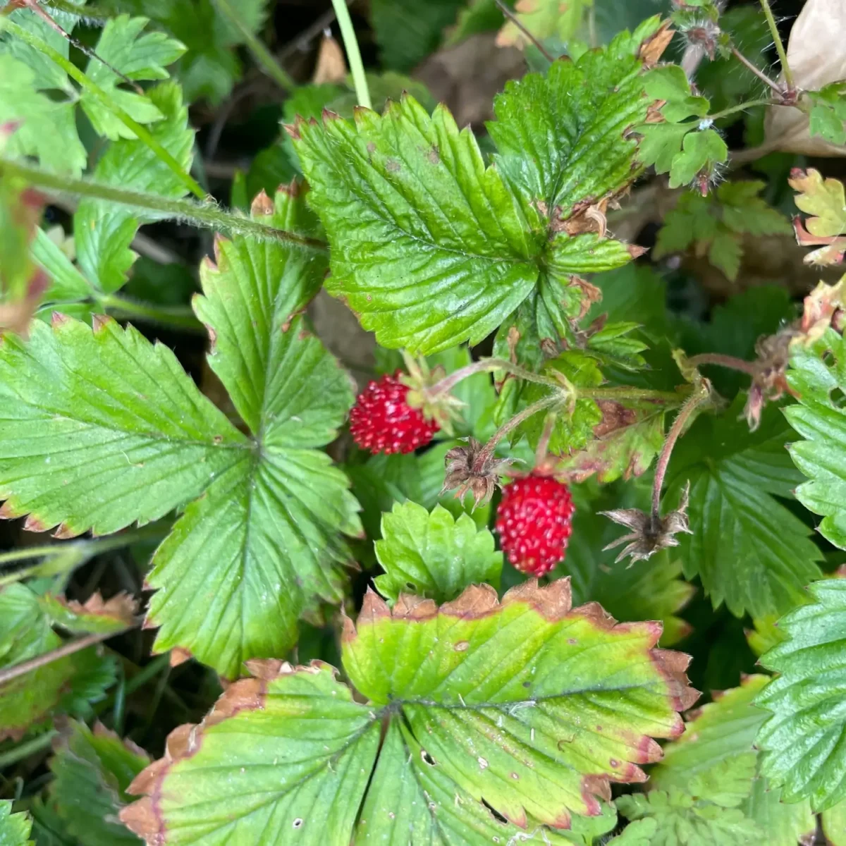 wild strawberries growing on a plant